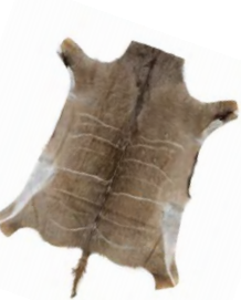 Kudu s